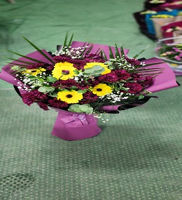 6 no PAPATYA CELBERE